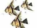 <b>Категории: </b>Рыбки <br><b>Размеры:</b> 350x350, 221.7 Кб