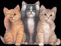 <b>Категории: </b>Кошки, котята <br><b>Размеры:</b> 240x187, 90.0 Кб