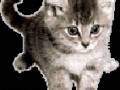 <b>Категории: </b>Кошки, котята <br><b>Размеры:</b> 142x143, 28.8 Кб